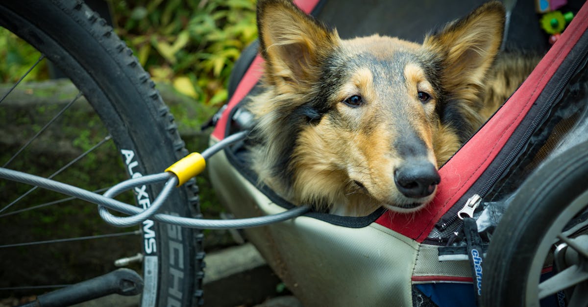 découvrez les meilleures astuces et conseils pour voyager avec votre animal de compagnie. que ce soit en voiture, en train ou en avion, apprenez à préparer votre voyage et à assurer le confort de votre fidèle compagnon.
